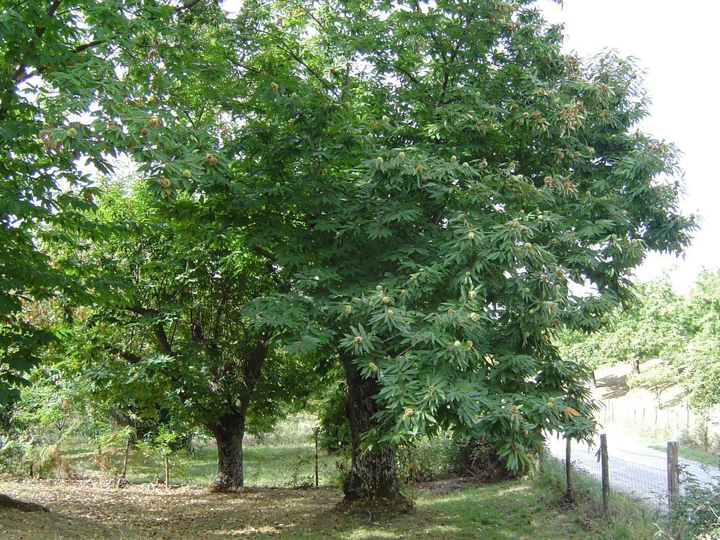 Agriturismo Sorripe Villa Montelaterone Esterno foto
