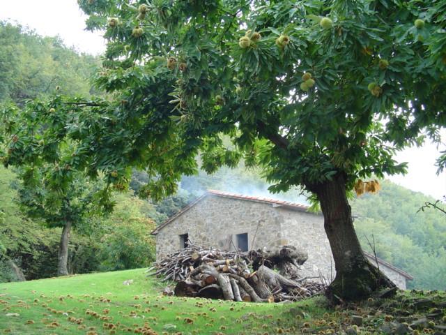 Agriturismo Sorripe Villa Montelaterone Esterno foto