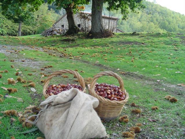 Agriturismo Sorripe Villa Montelaterone Esterno foto