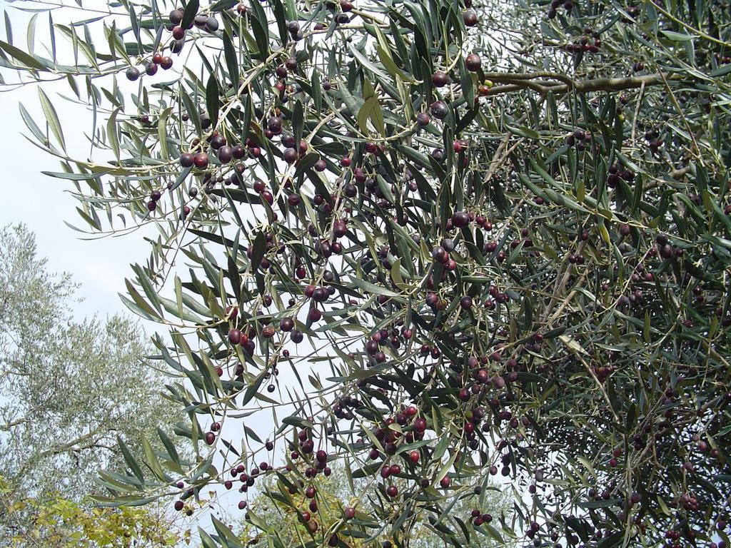 Agriturismo Sorripe Villa Montelaterone Esterno foto