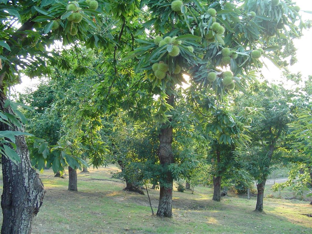 Agriturismo Sorripe Villa Montelaterone Esterno foto
